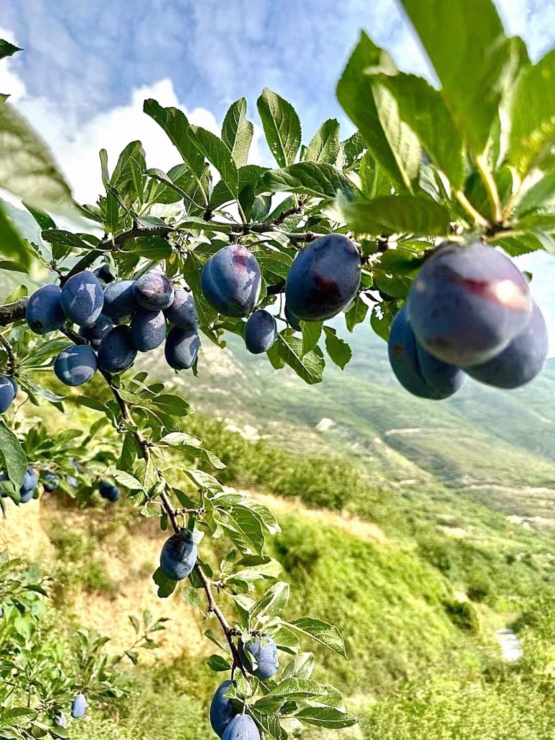 李子陕西精品蓝西梅产地现货现发口感纯甜量大从优