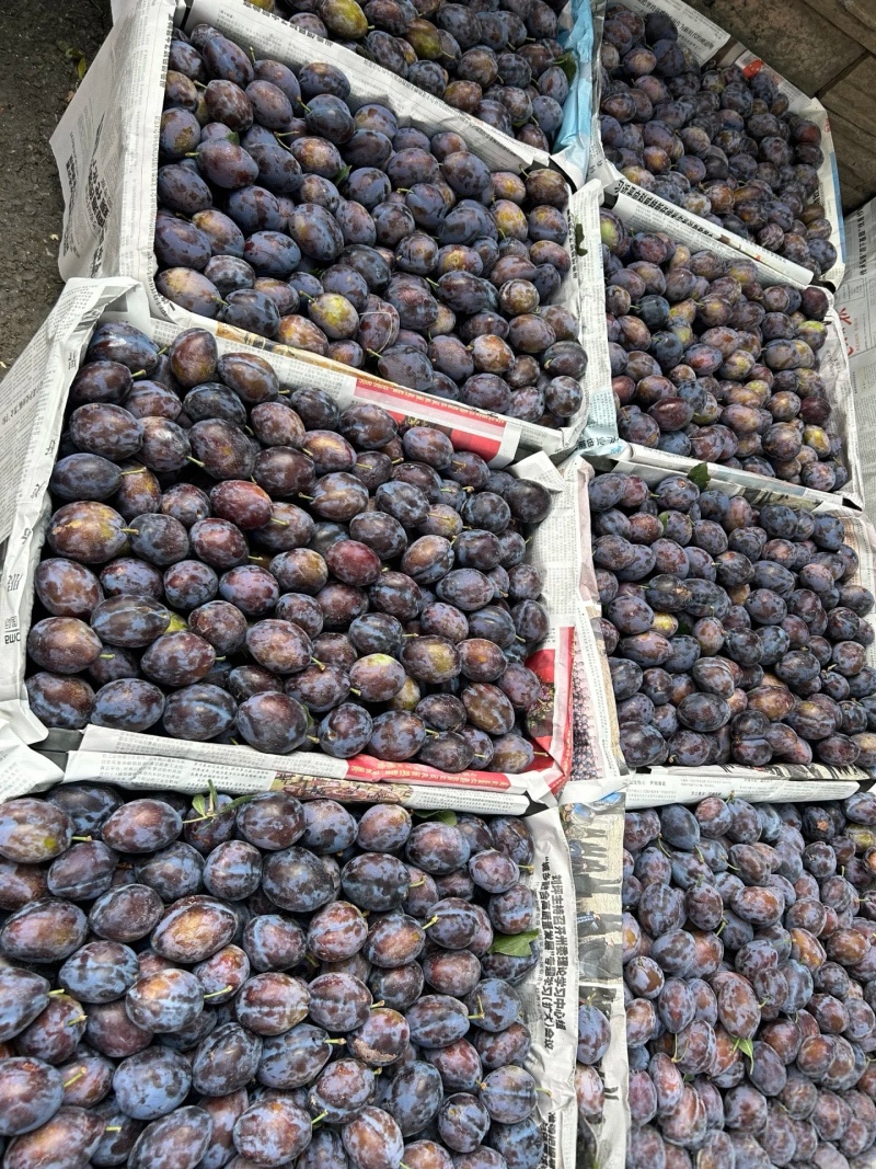 李子陕西精品蓝西梅产地现货现发口感纯甜量大从优