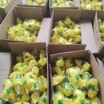 黄柠檬双胞胎产地大量批发商超市场奶茶店切片**