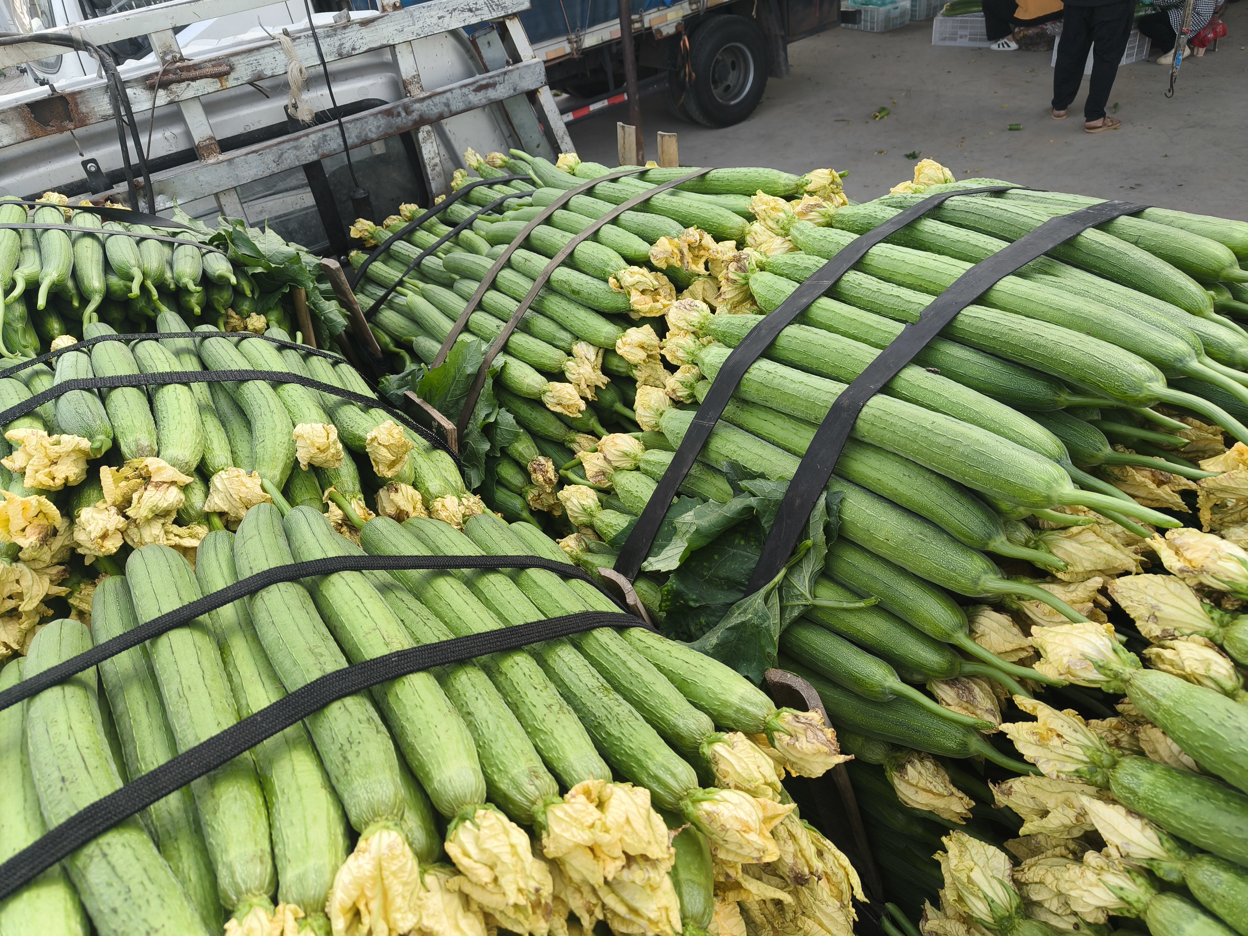 菜市场摊位上的丝瓜与蛇瓜对比陈列