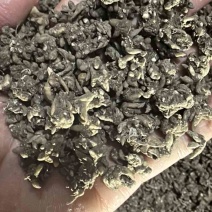 猫爪草黄皮尖爪精品货有需要的老板联系🤝