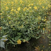 金丝桃苗，基地常年批发，各种规格，大量出售