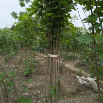 木芙蓉5一6叉，7一8叉基地有量欢迎来一亩田订购。