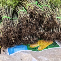 贵州精品三叶青苗基地直发品质保证量大从优