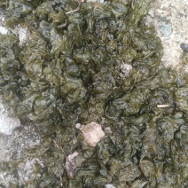 地皮菜