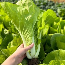 旋风快菜种子小白菜籽速生高产耐热耐湿夏冬季四季青蔬菜