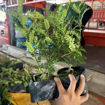 胡椒木7斤袋，大量低价出售