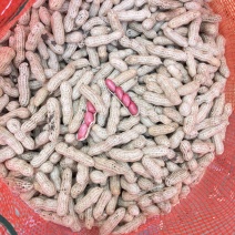 精品四粒红鲜花生，颗粒饱满，大吨位供应，产地直发