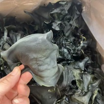 特级烘干海带头，无沙无盐免洗，泡发率高适合酒店餐饮摆摊