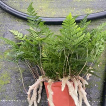 状态超好狼尾蕨，110盆便宜出