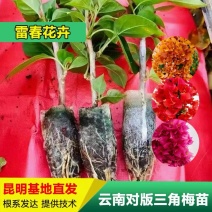 【100棵】云南重瓣彩色三角梅袋苗爬藤植物四季开花