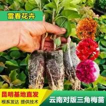 【1000棵】云南重瓣彩色三角梅袋苗爬藤植物四季开花
