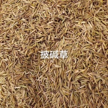 披碱草种子耐寒耐旱耐盐碱草种子，多年生护坡固土四季抗风沙