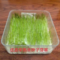 早熟禾草坪草籽耐寒耐踏矮生四季长青庭院别墅绿化优质种子