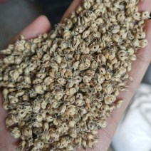 野牛草种子护坡固土草籽生态修复耐寒耐践踏耐旱暖季型矮生