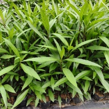 翠芦莉苗批发，杯苗地苗，色泽鲜艳植株健壮，各规格齐全
