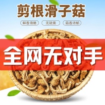 福建滑子菇干货批发滑子蘑，一键代发！