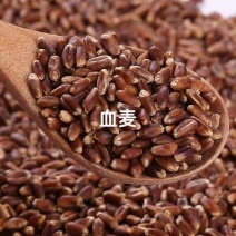 血麦，彩色小麦，血麦片，黑麦，自产自销