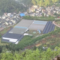 苔藓（拥有星星藓，小灰藓，大灰藓，大羽藓）基地直发