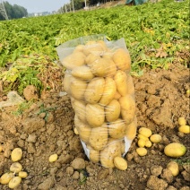 湖北土豆/黄心土豆/荷兰十五土豆/沃土/全国供应