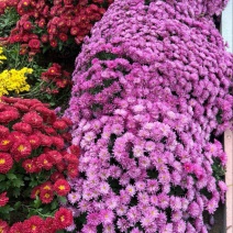 千头球菊