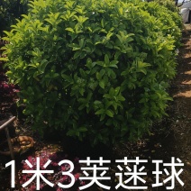 提供1米3一1米5欧洲荚蒾球