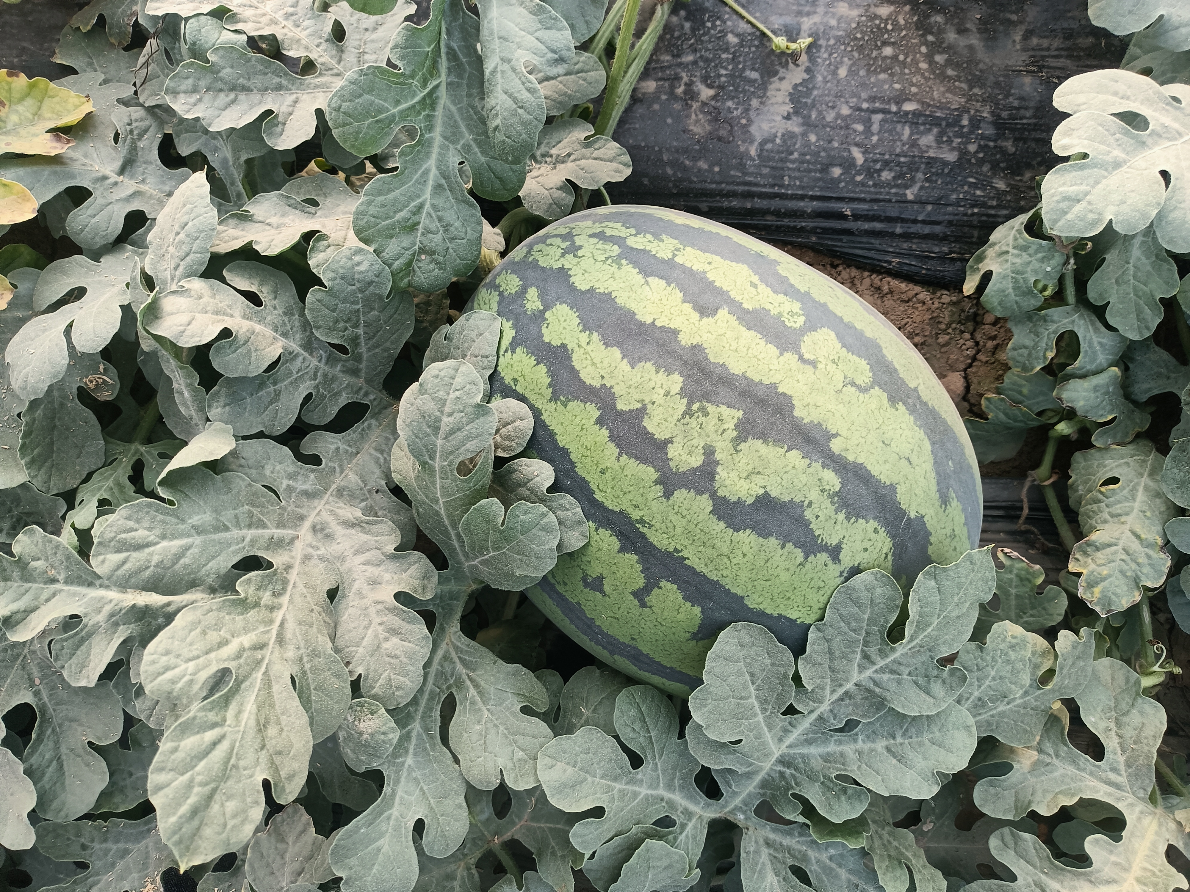 一位农民在阳光充足的瓜田中弯腰检查成熟的甜王西瓜