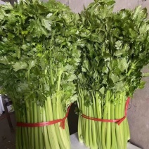 芹菜上市，全国发货，保质保量，诚信经营，欢迎来电