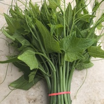 大量龙须菜上市需要的老板联系