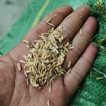 河南地区，压缩稻壳，打包稻壳，种植养殖，现打现发，按需生产