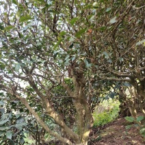 普洱茶古树，可压饼，龙珠，散茶