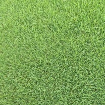 剪股颖草坪