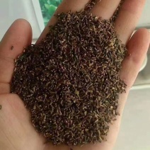 菊苣优质牧草多年生兔子草籽，养殖猪牛鱼鸡鸭鹅**牧草