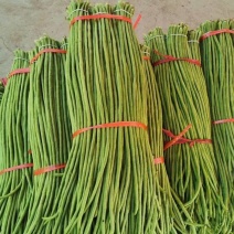长豆角青条豆角刚上市新鲜采摘产地直发保质保量看货论价