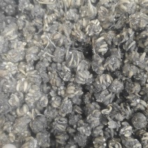 长爪猫爪草一公斤起卖量多可以少