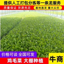 上海鸡毛菜货源充足品质保证对接批发市场商超电话联
