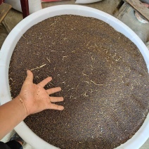农村菜籽，刚刚出来，新货