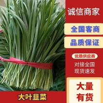 山东省聊城市莘县万亩韭菜产地直供一手货源大量有货对接全国