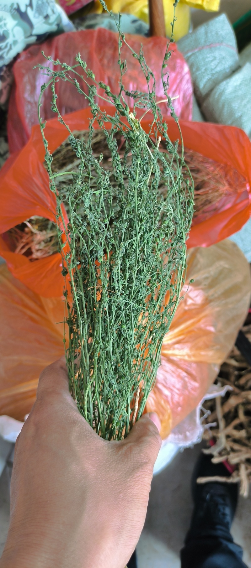 新货百蕊草奶黄草小米草产地直发