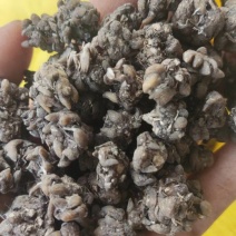 河南信阳中药材猫爪草