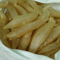 北海胶北海筒胶鱼胶花胶鳘鱼胶产地源头直供一手代理货源