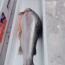 新鲜鲷鱼片冷冻料理食材冷冻海鲜生鱼片大份健身食材刺身
