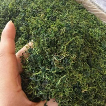 蒲公英水洗蒲公英干货整箱更优惠
