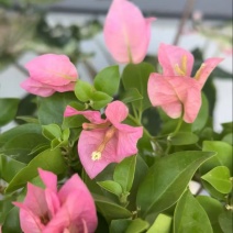 云南彩色三角梅/基地直发/绿化苗木/颜色随机发货