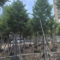 乐昌含笑12-13公，普宁现货，有需要的老板来电咨询