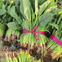 [牛]山西晋中大叶菠菜大量上市颜色翠绿无虫眼净菜半毛菜打捆上车