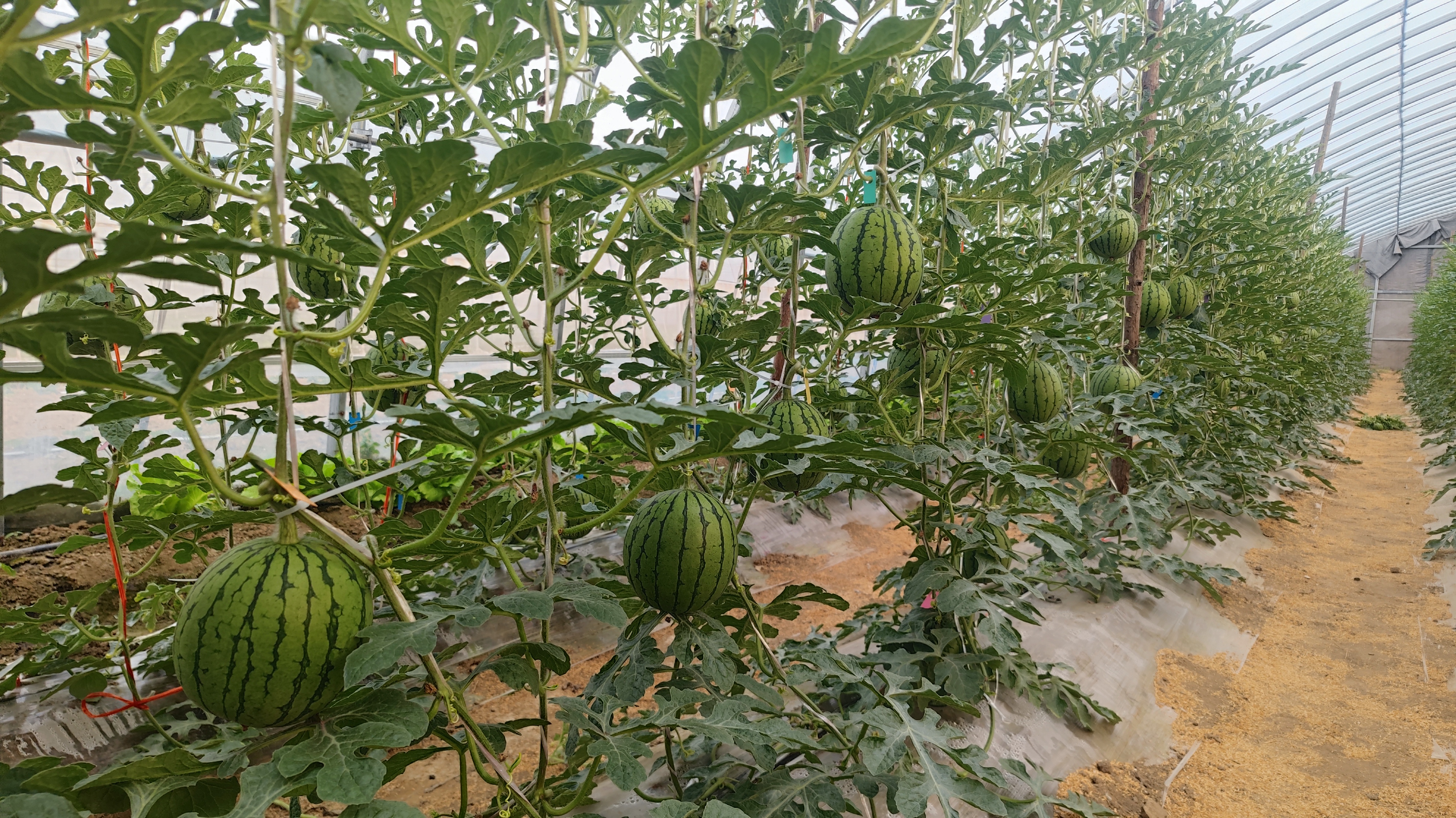 现代化日光温室内种植的8424西瓜,藤蔓攀爬在吊蔓架上,果实悬挂于空中,配有滴灌带和补光灯,地面铺设黑色地膜抑制杂草 冬季温室8424西瓜挂果实景图