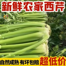 山西精品西芹地头发货现割现发质优量大对接各大市场商超