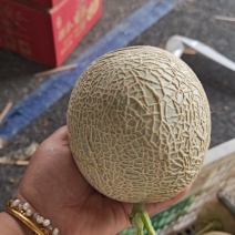 山东头茬网纹瓜，产地一手货源，品质保证，量大从优