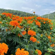 重瓣万寿菊种子四季室内室外阳台花园耐寒观赏景观大菊花种子